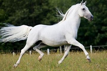 lipizzan